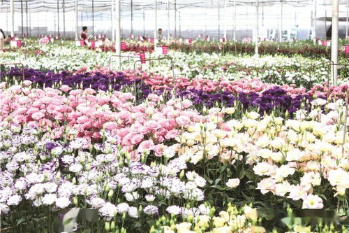 切花 開拓花卉行業 中國芯 中國產品中國造 專題